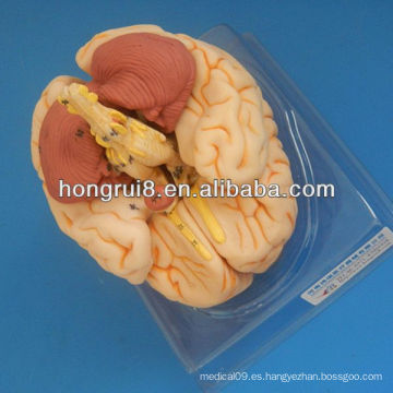 ISO Advanced Brain Anatomical model, modelo de cerebro 3D